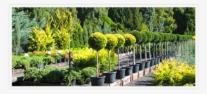 Play Pause - Thuya #3822129