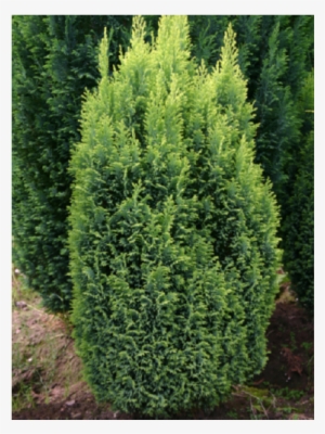 1x Chamaecyparis Ellwoods Gold Dwarf Ornamental Conifer - Chamaecyparis Lawsoniana Ellwood's Gold #3822151