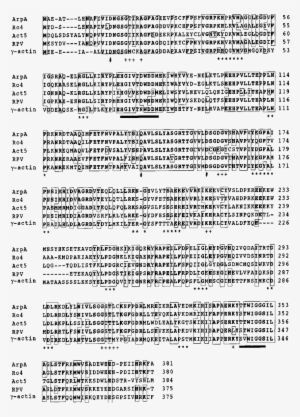 Comparison Of The Predicted Amino Acid Sequence Of - Document #3823585