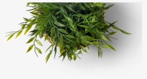 17988-plan - Cafe Branding Mockup Psd #3824242