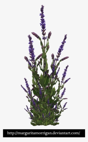 Purple Bush By Margarita-morrigan - Shrub #3825004