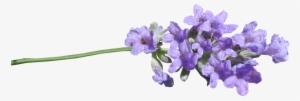 Lavender Png #3825036