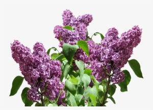 French Lilac Garden Shrubs - Transparent Lilac #3825057
