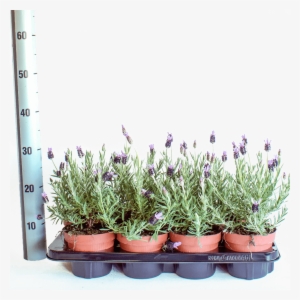 Lavandula Stoechas Papillon In Pot Size 17 Centimeters - Flowerpot #3825106