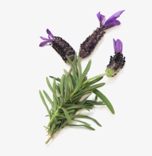 Buy Now - French Lavender #3825553