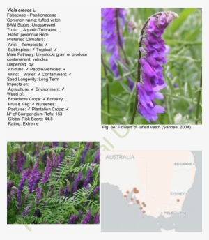 Habit Of Tufted Vetch Map - Bird Vetch #3825785