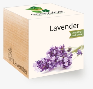 Mint - Feelgreen Gyo Biodegradable Ecocube Lavender Seeds #3825809