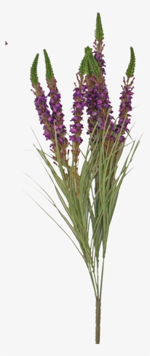 25” Torchflower Bush Purple - Lavandula Lanata #3825828