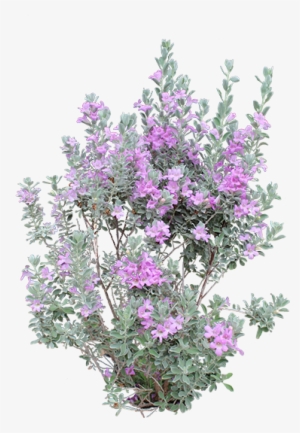 Heavenly Cloud Sage - Transparent Purple Pampas Plant Png #3825830