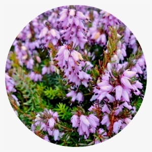 Heathers - Lily Family #3826207