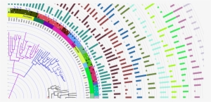 Second Slide - Phylogenetic Tree Background Transparent #3827087