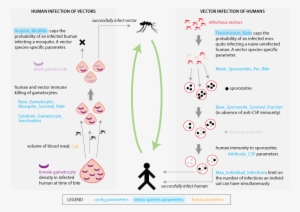 Images/malaria Infection Human Vector Transmission - Human #3827396 Images/malaria Infection Human Vector Transmission - Human #3827396
