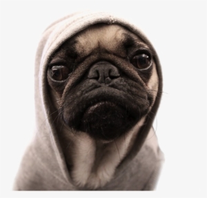 Thug Life Pug Png Image Background - Thug Pug #3829728