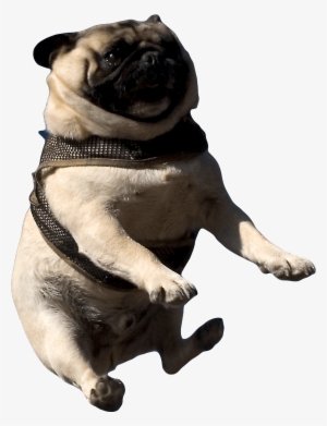 Thug Life Pug Download Png Image - Flying Pugs #3830292