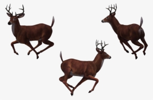 Deer Heart Picture Stock Photo Techflourish Collections - Deer #3831584