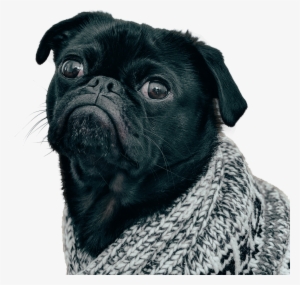 Black Pug Dog - Обои На Айфон Мопс #3832859