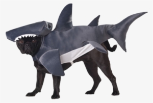 Sharknado Dog Costume - Dogs In Taco Costumes #3832913