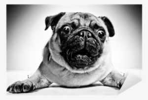 Black And White Pictures Of Pugs #3833060