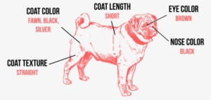 A Pug's Colors And Markings Are Very Standardized - Pug Silhouette Throw Blanket #3833420