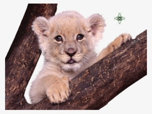 Liked Like Share - Lion Baby S Gif #3833443