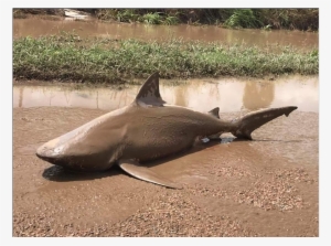 Bull Shark Found Washed Up Inland In Australia After - Cyclone Debbie Shark #3833444