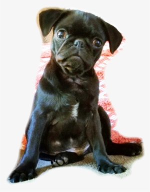 Report Abuse - Pug #3833467