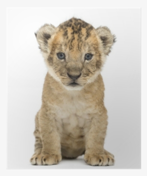 Lion Cub, 4 Weeks Old, Isolated On White Poster • Pixers® - 4 Weeks Old Male Lion Cubs #3833769