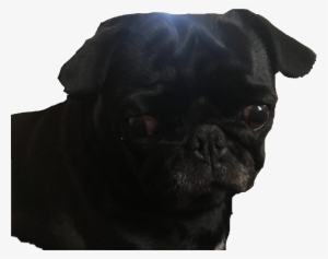 Pug Blackpug Dog Cute Puppy Freetoedit - Pug #3833844