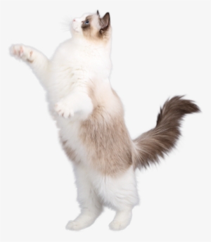 Aquamarinedolls - The Ragdoll - Ragdoll Png #3834162