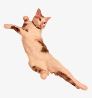 Cat Laying Down [1712 × 1828] - Cat Lying Down Png #3834488