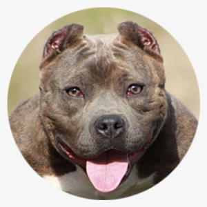 American Staffordshire Terrier - American Bully #3834635