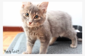 Looking For Love - Domestic Short-haired Cat #3834693