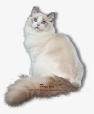 Persian Cat Clipart Ragdoll Cat - Ragdoll Cat With No Background #3834719