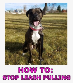 How To Stop Leash Pulling And Collars That Help - Leash #3834746