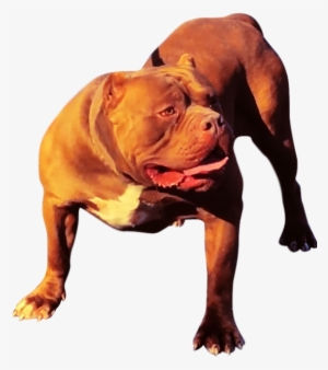 Xxl Pitbull Kennels - American Pit Bull Terrier #3834861