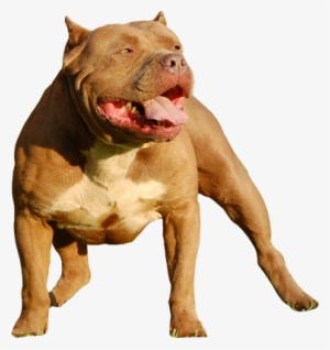 Pitbull Freebies - American Bully En Png #3834954