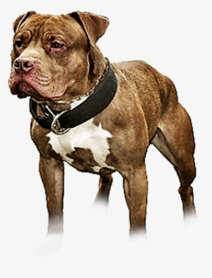 Lonzo Zebo Bred Headache - Renascence Bulldogge #3835127