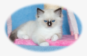 Aquamarinedolls - Ragdoll Kittens - ' - Ragdoll #3835148