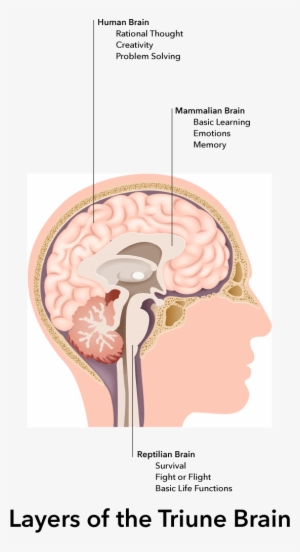 Our Unconscious Cognitive And Emotional Thinking Happens - Vector Stock Brain Anatomy #3836320