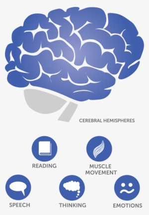 Where Does Glioblastoma Occur In The Brain - Brain #3836404