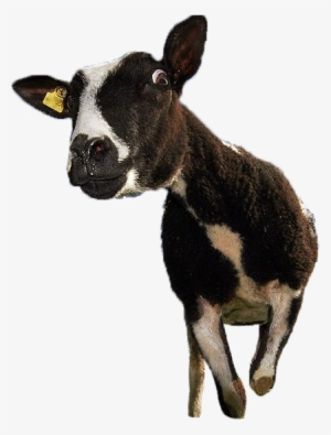 Funny Cow Standing In A Field - Calf #3836607