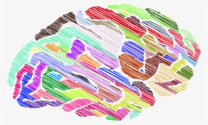 Cerebro Colorido Png #3836730
