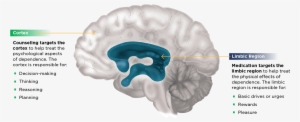 Brain Regions Associated With Dependence1 - Areas Of The Brain Influence Addiction #3836747