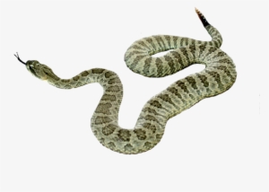 Snake Png Picture - Snakes #3838113