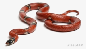 Snake Transparent Background Png - Food Chain Grade 6 #3838368