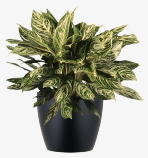 Low Light Indoor Aglaonema Chinese Evergreen Plant - Aglaonema Png #3839025