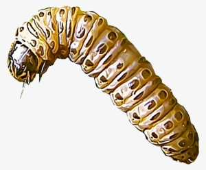 Sod Webworms Comprise Several Different Species Of - Bug Larvae Png #3839259