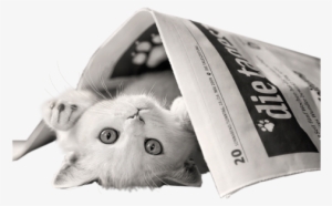 Cats Dogs 36 - Good Morning Animal Video #3839601