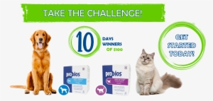 Ideal For Changes In Routine - Understanding Dog Language - 50 Points #3839777