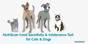 Nutriscan Food Sensitivity And Intolerance Test For - Food Allergy #3839829